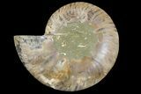 Cut & Polished Ammonite Fossil (Half) - Madagascar #158014-1